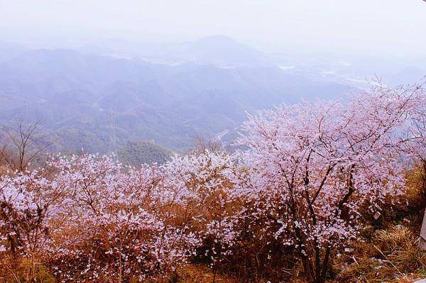 上饶十大春季旅游景点（上饶适合春季旅游的地方有哪些）-1