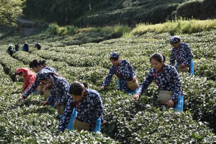 中国县城概况：文县——陇上江南，仙境文县！-1