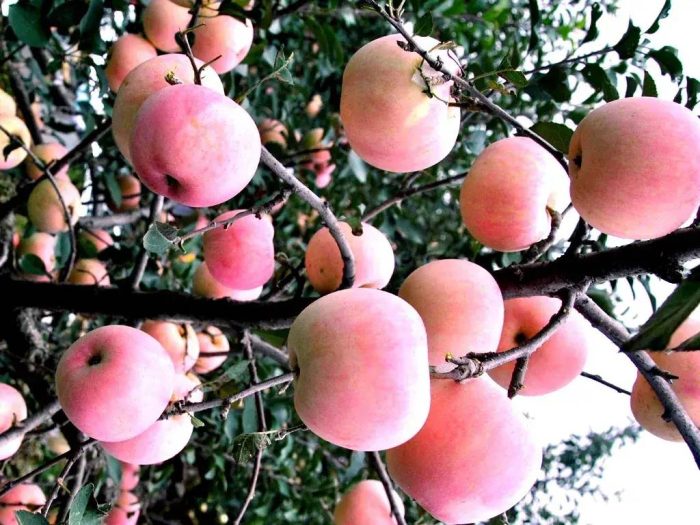 中国百强县概况：平度——胶东王都，大美平度-1