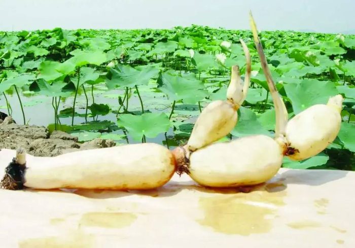 中国县城概况：洪湖——极目楚天舒，最美是洪湖！-1