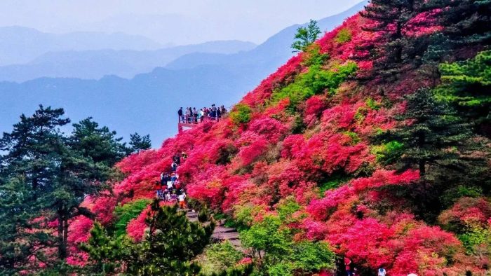 中国县城概况：麻城——人间四月天，麻城看杜鹃！-1