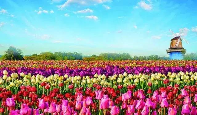 中国县城概况:鄢陵——花都鄢陵，中原花木看鄢陵！-1