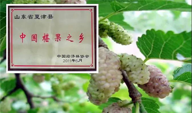 中国县城概况：夏津——世界遗产地，桑梓好故里！-1