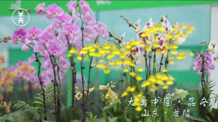 中国县城概况：兰陵——兰香东方，圆梦兰陵！-1