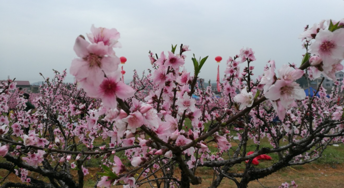 九江十大春季旅游景点（九江适合春季旅游的地方有哪些）-1