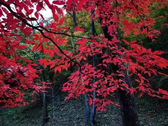 中国县城概况：蛟河——红叶之城，魅力蛟河！-1