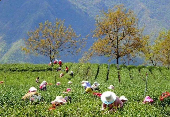 中国县城概况：文县——陇上江南，仙境文县！-1