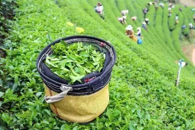 中国县城概况：仪征——花语茶香，乐活仪征！-1