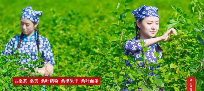 中国县城概况：夏津——世界遗产地，桑梓好故里！-1