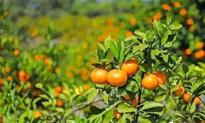 中国县城概况：宜都——两江明珠，大美宜都！-1