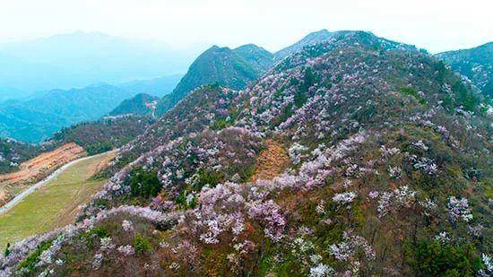 丽水十大春季旅游景点（丽水适合春季旅游的地方有哪些）-1