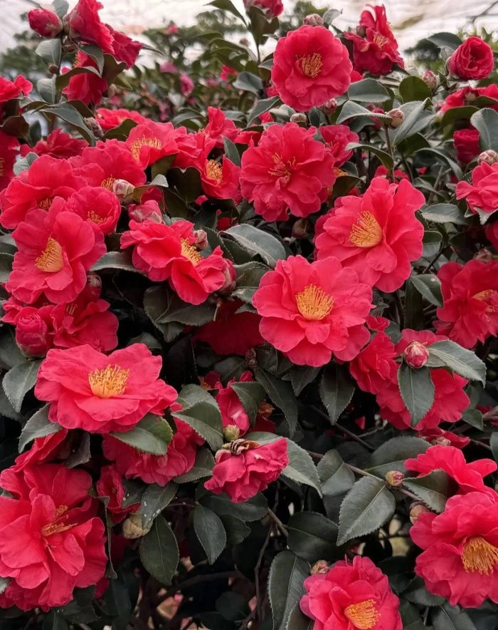 中国县城概况:鄢陵——花都鄢陵，中原花木看鄢陵！-1