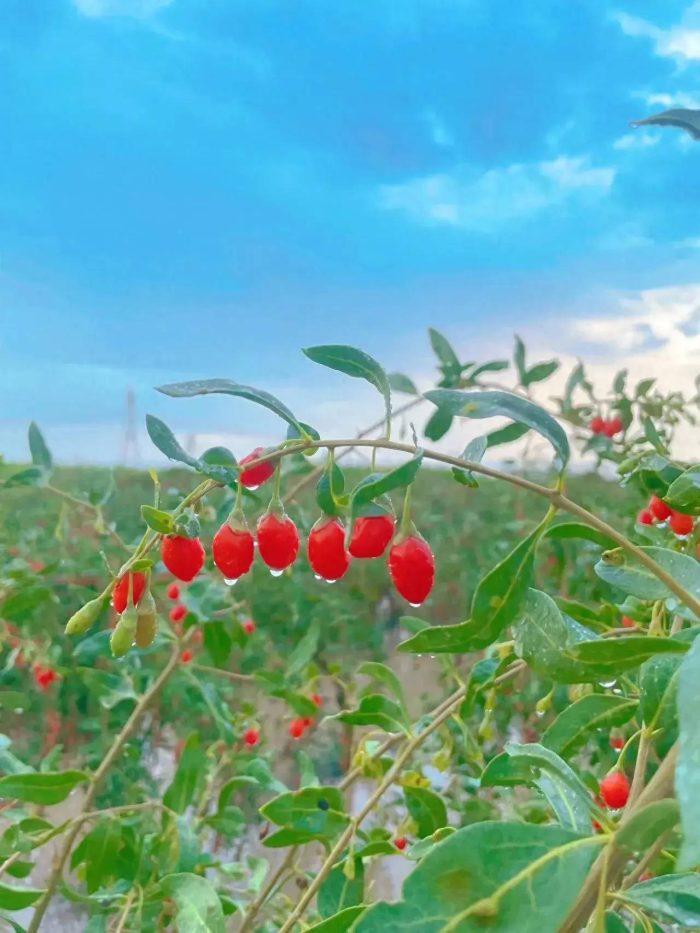 中国百强县概况：中宁——天下黄河富宁夏，中宁枸杞甲天下！-1