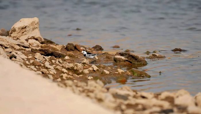 中国百强县概况：龙口——南有苏杭，北有蓬黄-1