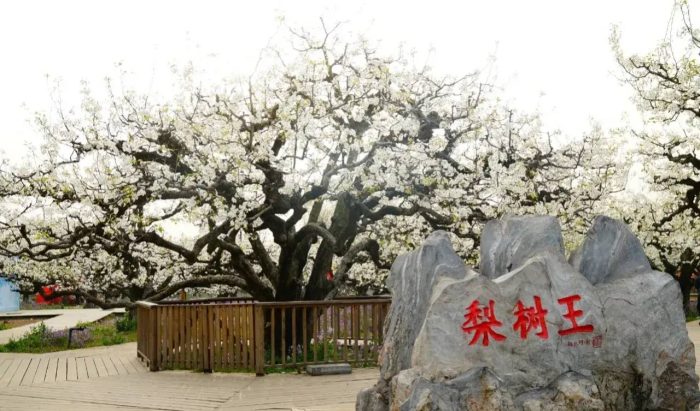 中国县城概况:砀山——世界梨都，酥梨之乡！-1