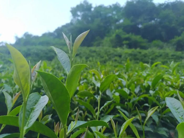 中国市辖区概况:金安——山水画廊，醉美金安！-1