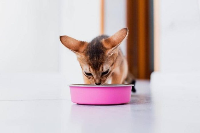 猫粮应该怎么选？选择猫粮究竟要考虑哪些因素？-1