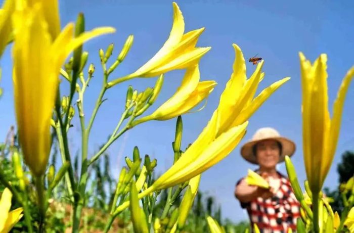 中国市辖区概况:红寺堡——中国葡萄酒第一镇！-1