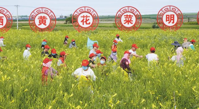 中国市辖区概况:红寺堡——中国葡萄酒第一镇！-1