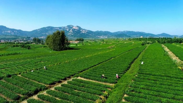 中国县城概况:岚山——幸福之城，活力岚山！-1