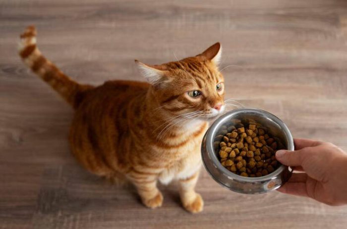 猫粮应该怎么选？选择猫粮究竟要考虑哪些因素？-1