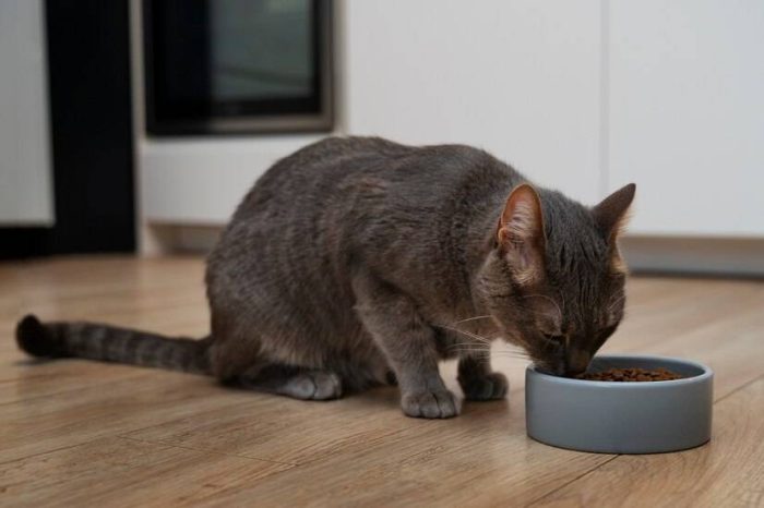 猫粮应该怎么选？选择猫粮究竟要考虑哪些因素？-1