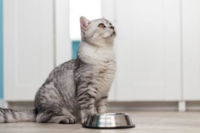 猫粮应该怎么选？选择猫粮究竟要考虑哪些因素？-1