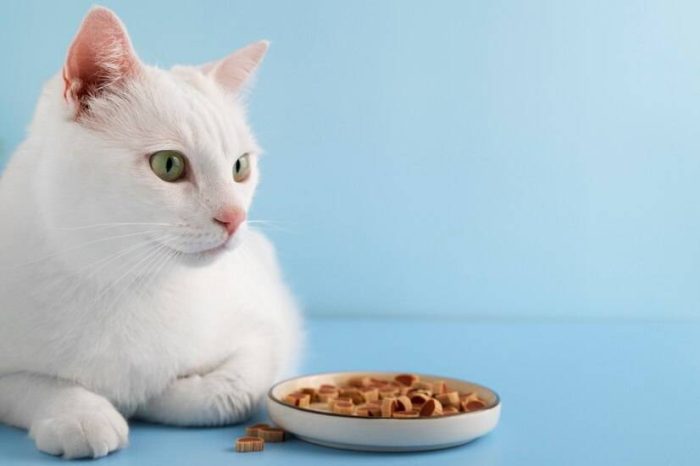 猫粮应该怎么选？选择猫粮究竟要考虑哪些因素？-1