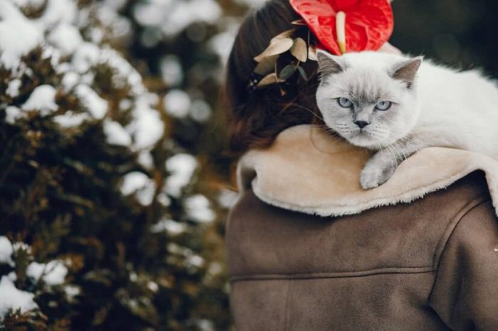 如何根据猫咪的体型大小选择合适的猫爬架-1