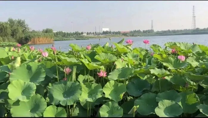 中国市辖区概况:永年——走进邯郸，遇见永年！-1