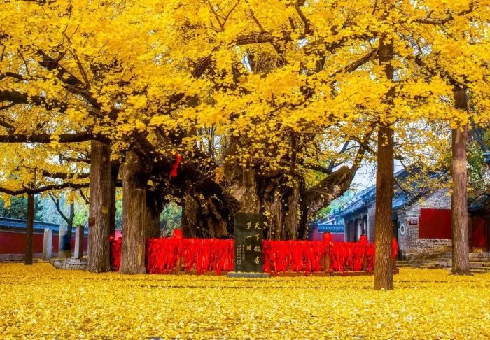 中国县城概况:莒县——好客山东，勿忘在莒！-1