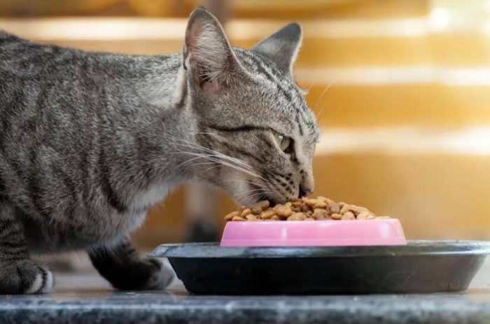 猫粮应该怎么选？选择猫粮究竟要考虑哪些因素？-1