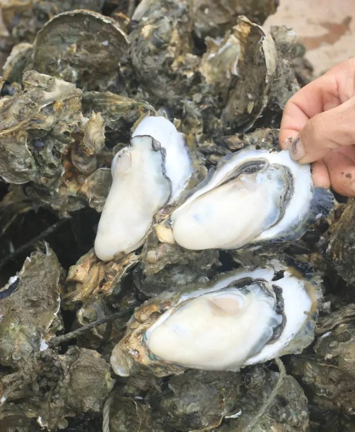 中国县城概况:阳西——粤西明珠，山海阳西！-1