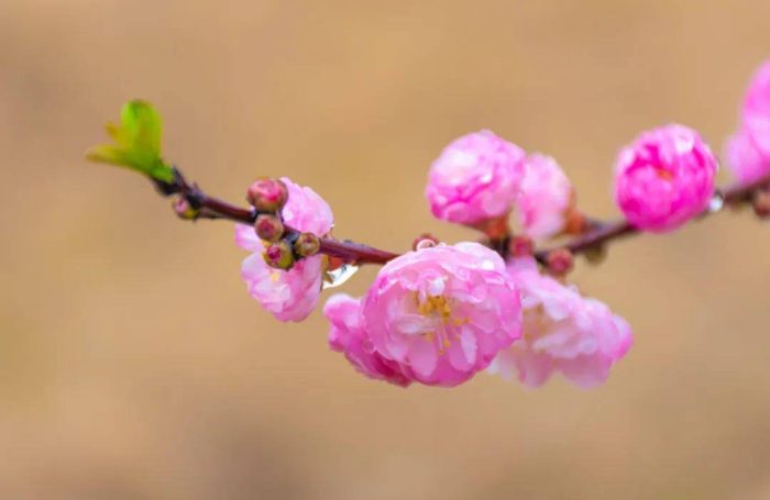 全国各省省花是什么？34个省份，34种省花，34首诗词，你的城市是什么花？-1