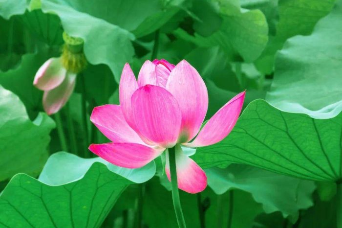 全国各省省花是什么？34个省份，34种省花，34首诗词，你的城市是什么花？-1