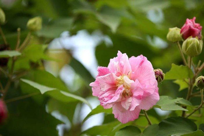 全国各省省花是什么？34个省份，34种省花，34首诗词，你的城市是什么花？-1