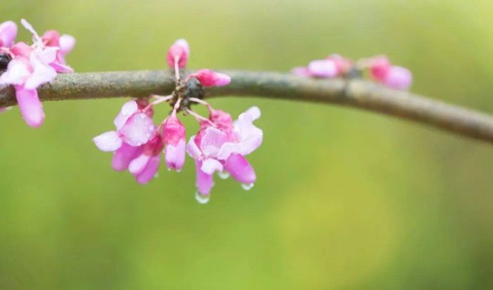 全国各省省花是什么？34个省份，34种省花，34首诗词，你的城市是什么花？-1