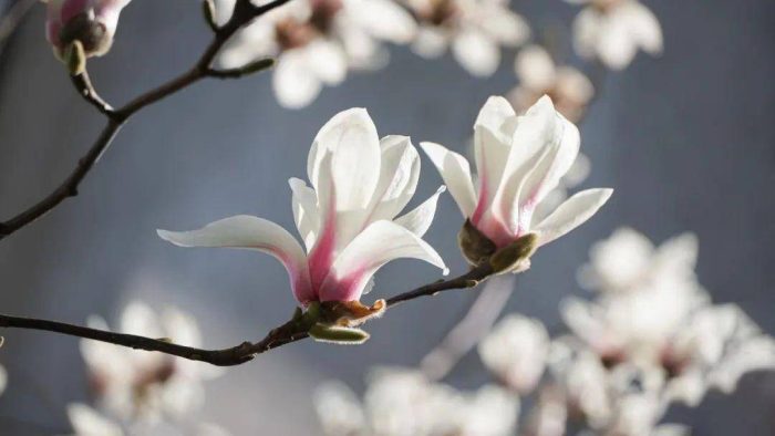 全国各省省花是什么？34个省份，34种省花，34首诗词，你的城市是什么花？-1