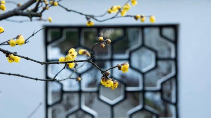 全国各省省花是什么？34个省份，34种省花，34首诗词，你的城市是什么花？-1