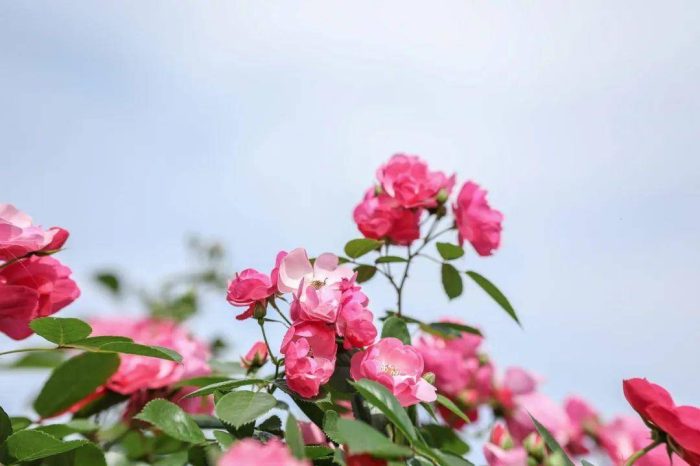 全国各省省花是什么？34个省份，34种省花，34首诗词，你的城市是什么花？-1