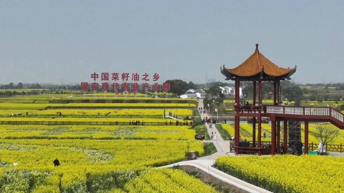 中国县城概况：沙洋——中国菜籽油之乡！-1