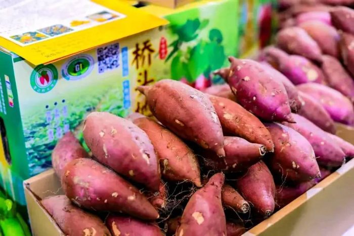 中国县城概况：澄迈——富硒福地，长寿澄迈！-1