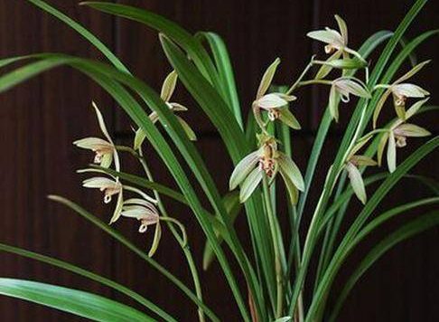 世界十大最美丽的兰花排行榜(世界十大名兰花是哪几种)