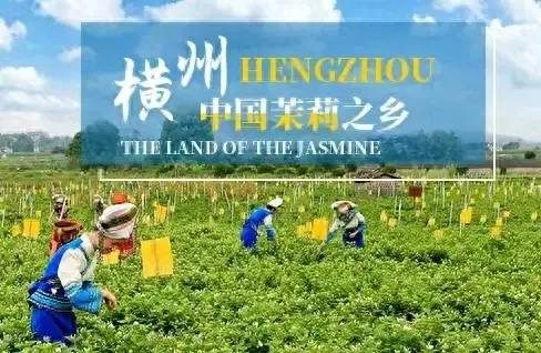 中国县城概况:横州——茉莉之乡!