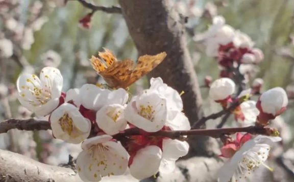 中国县城概况:武强——千年古县,文盛武强!