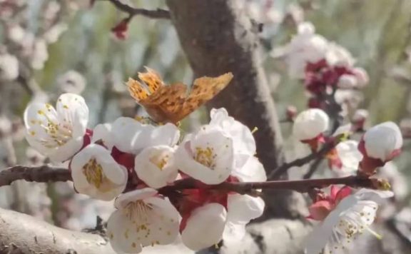 中国县城概况:武强县——千年古县,文盛武强!强!
