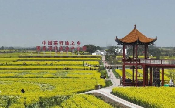 中国县城概况：沙洋——中国菜籽油之乡！